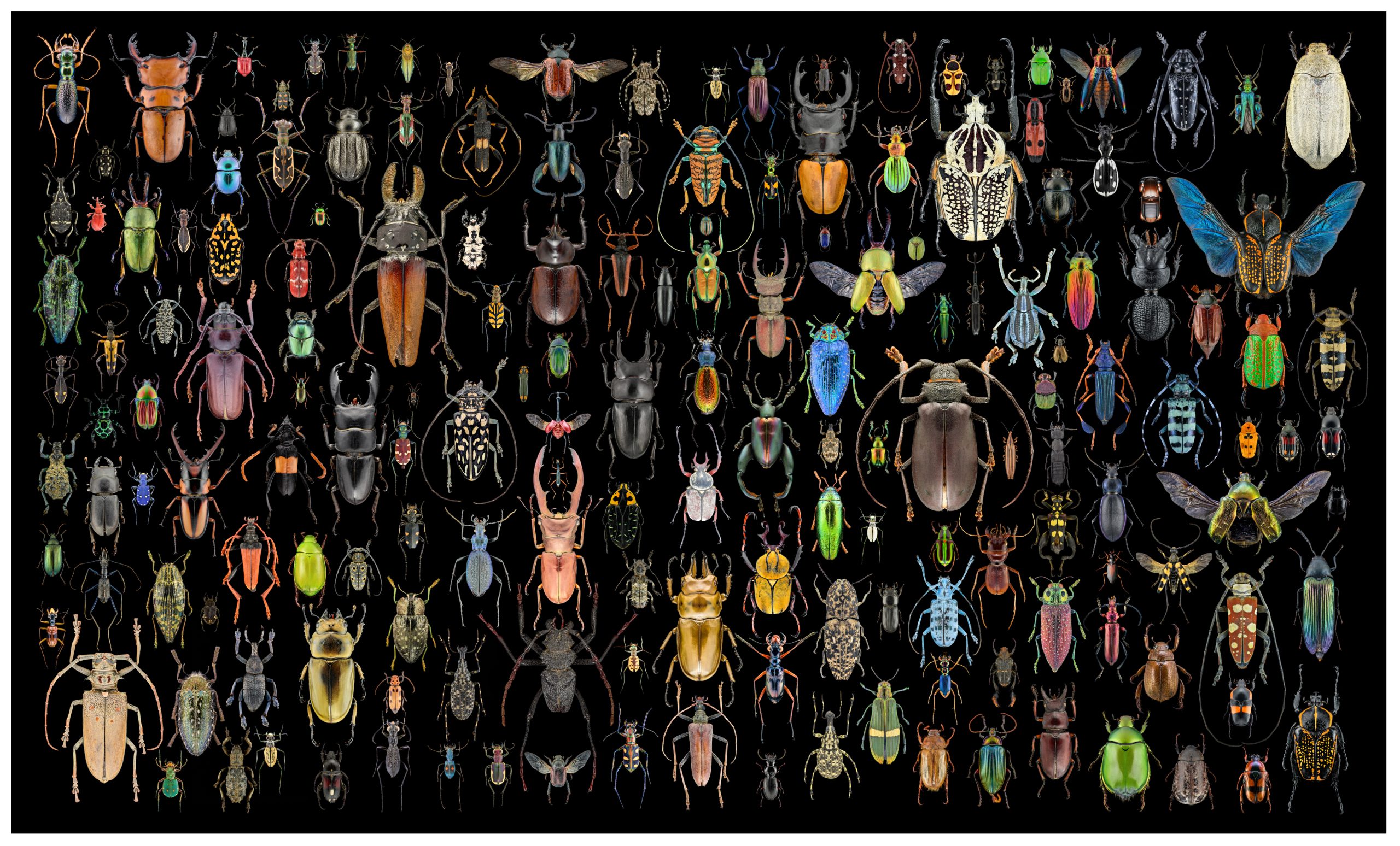 Around the World in 172 plus 1 Beetles poster