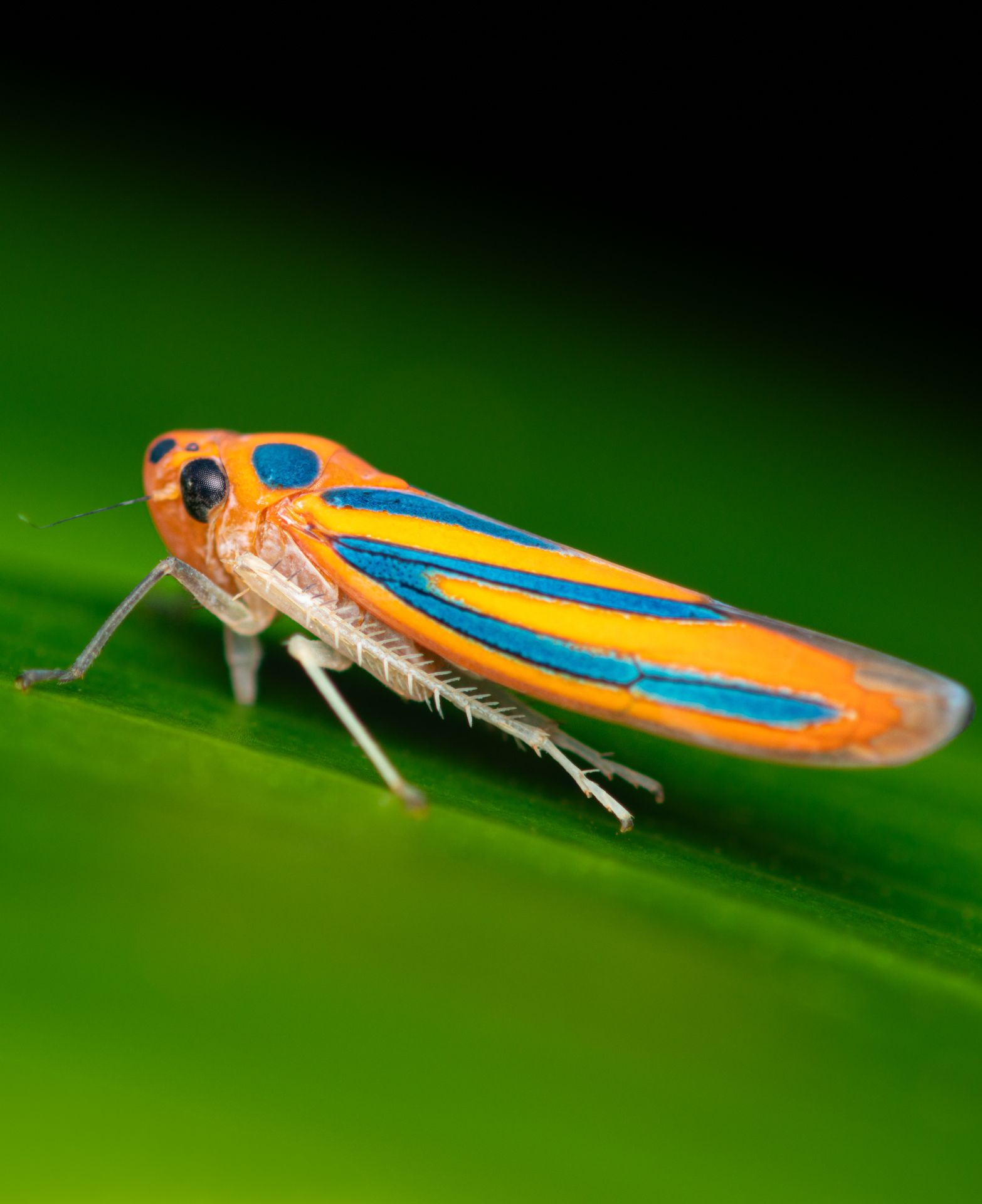 Colourful leafhopper photographed in Madagascar