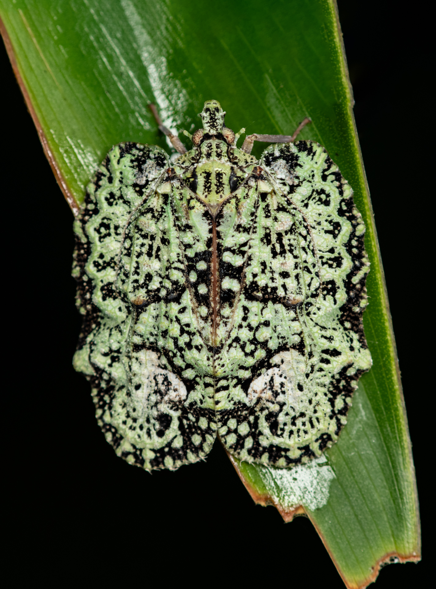 Leaf-mimicking insect photographed by Eduard Niga