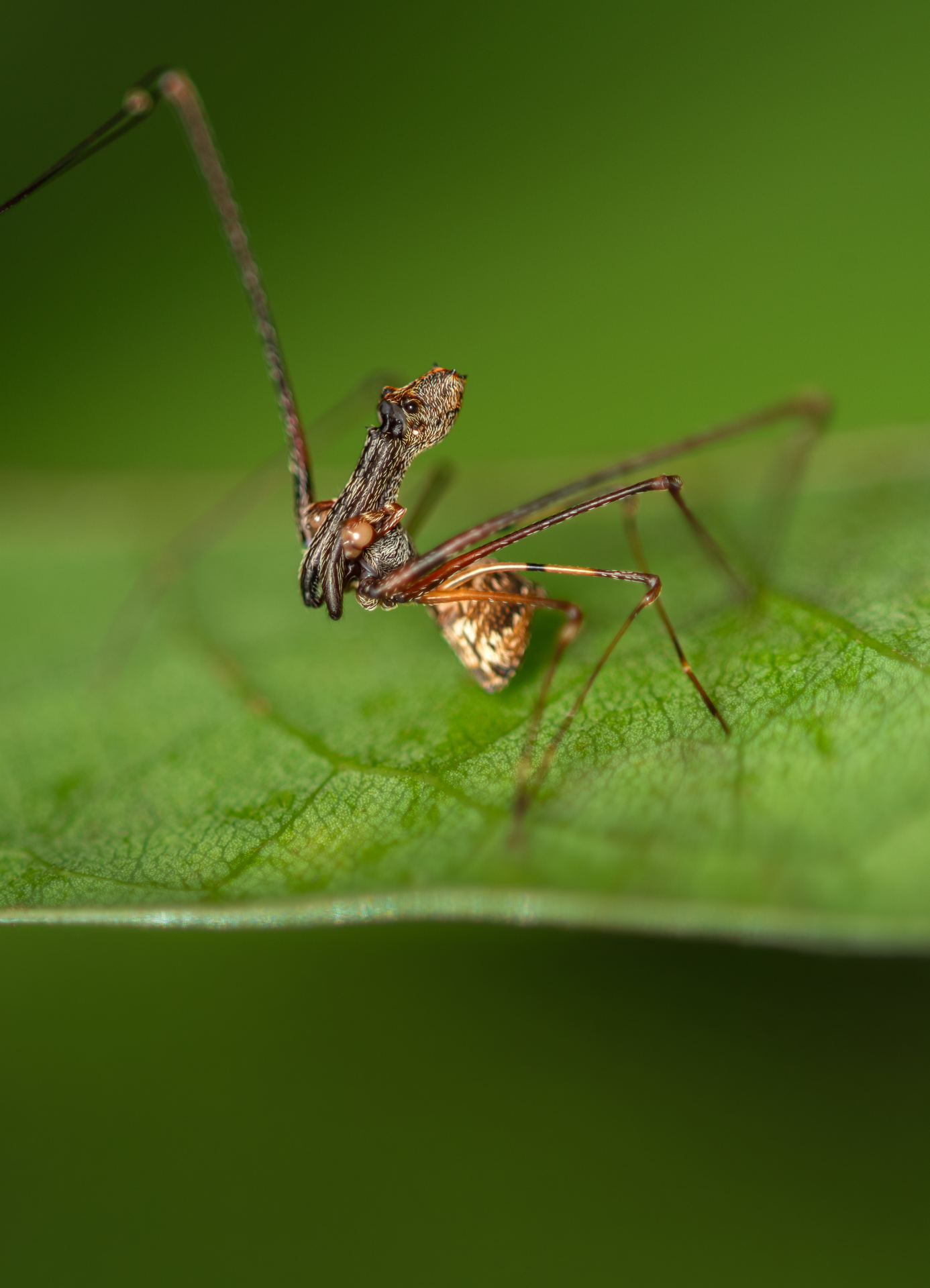Assassin spider photographed in situ in Andasibe