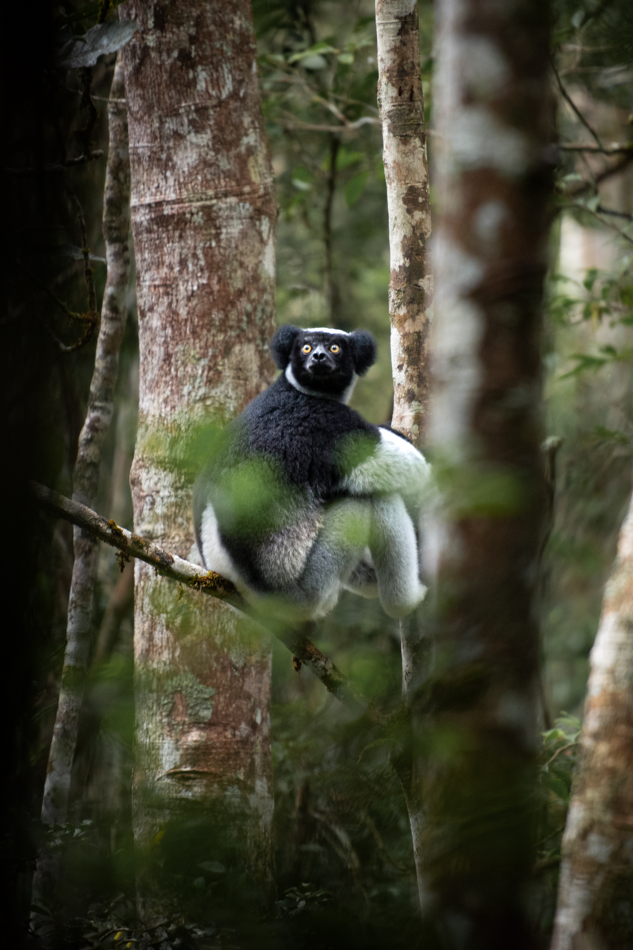 Indri photographed in Madagascar