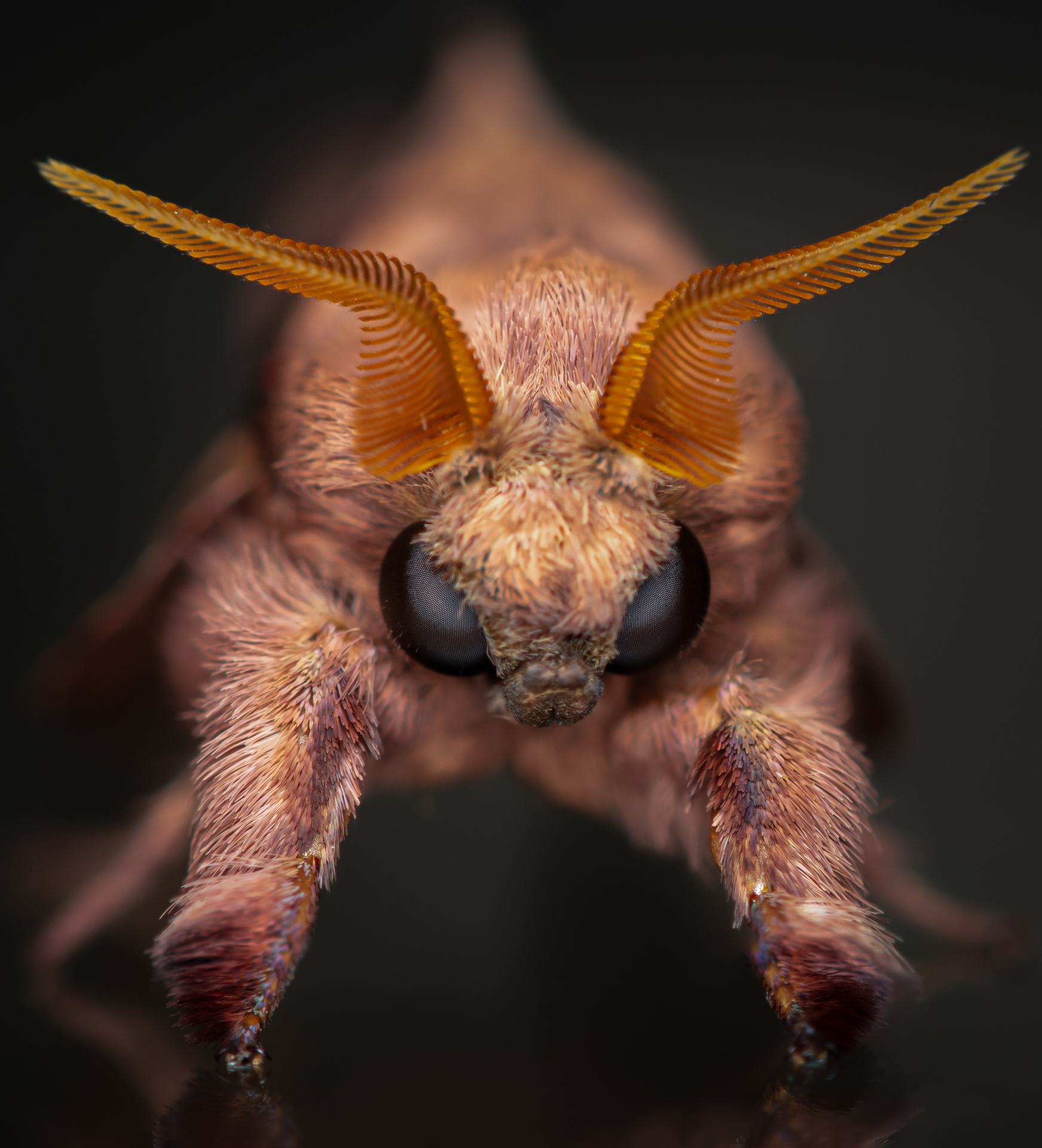 Rainforest moth photographed by Eduard Niga