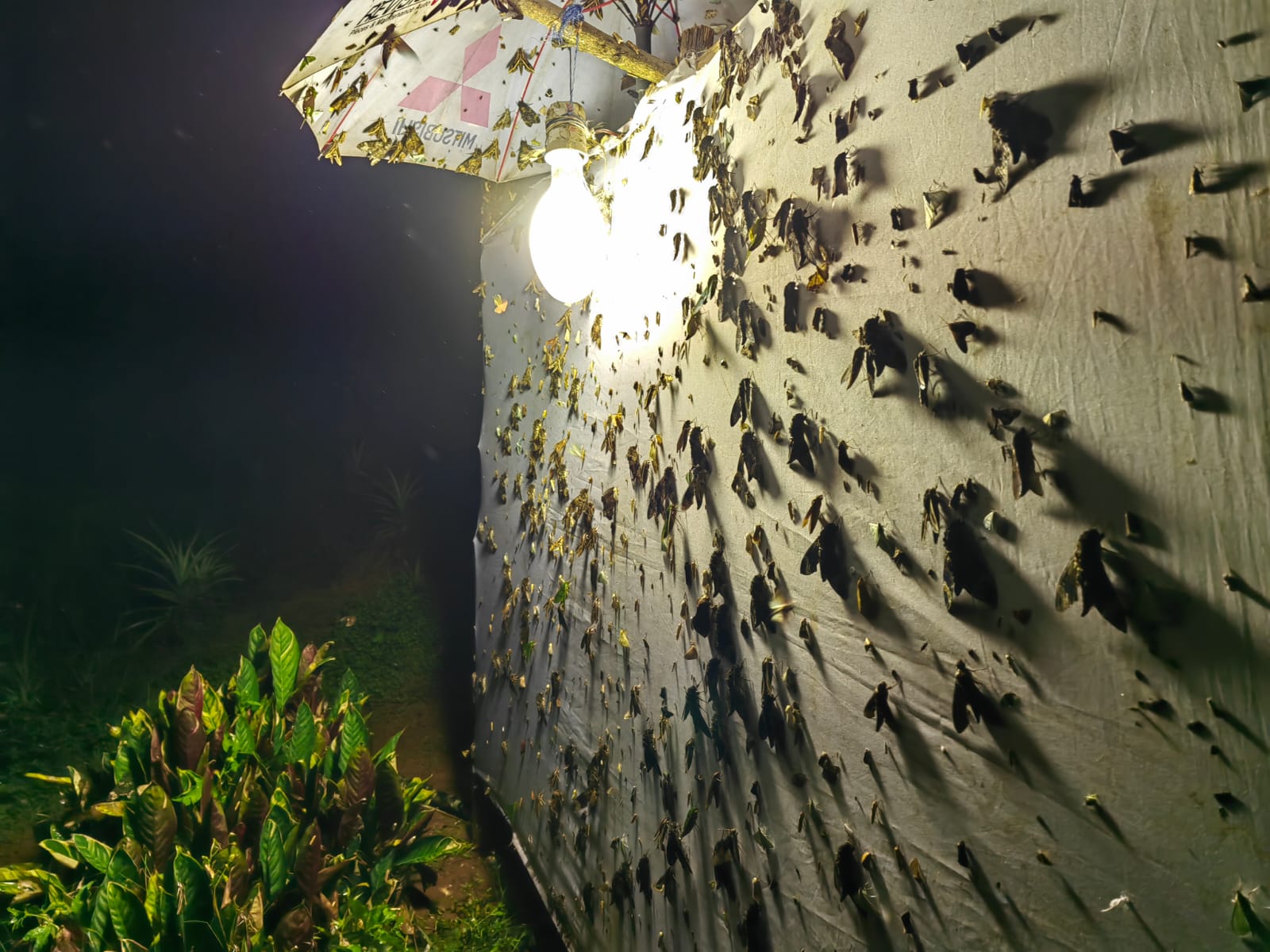 Illuminated moth sheet during the high-forest camp