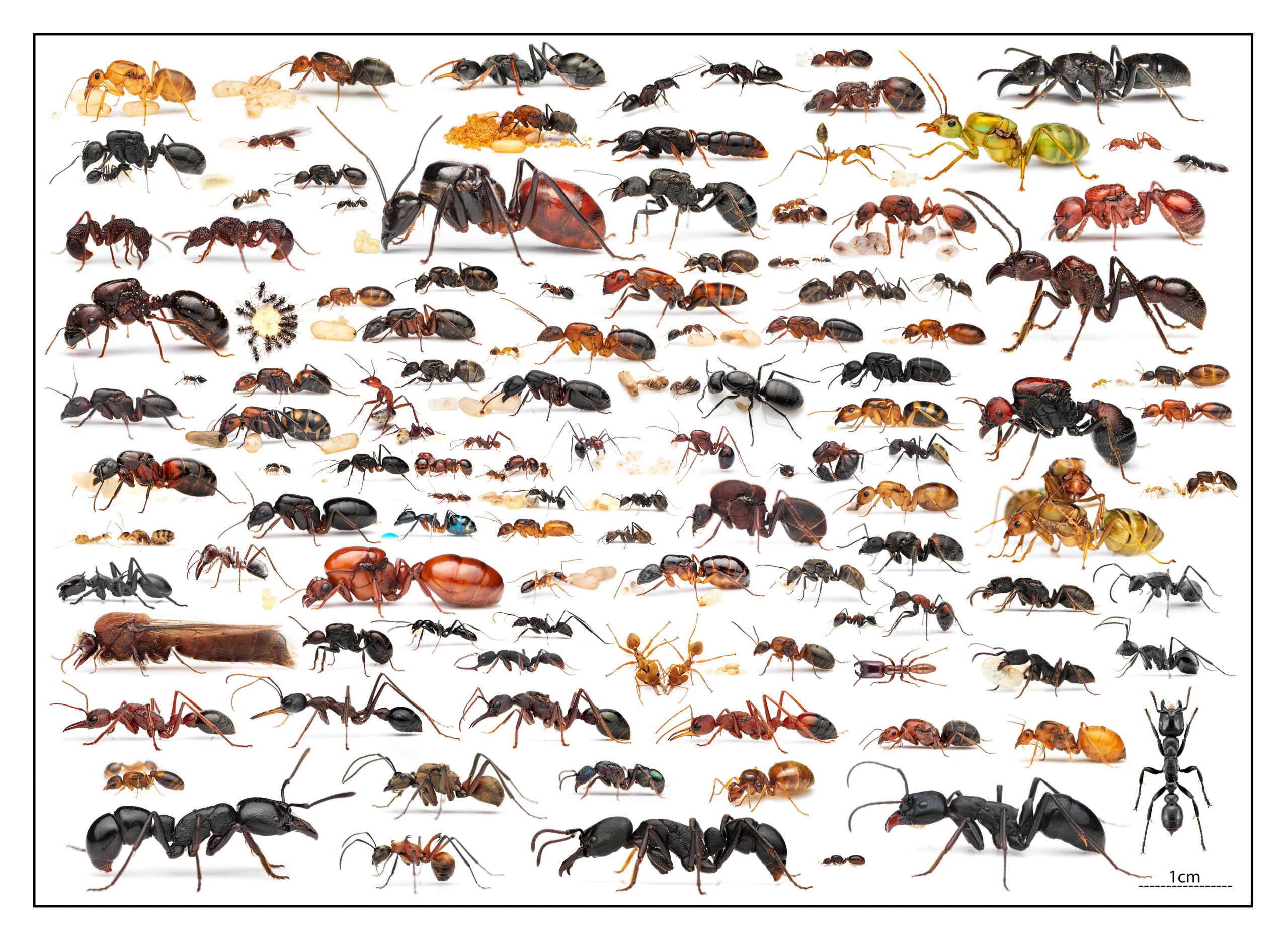 Around the World in 100 Ants poster