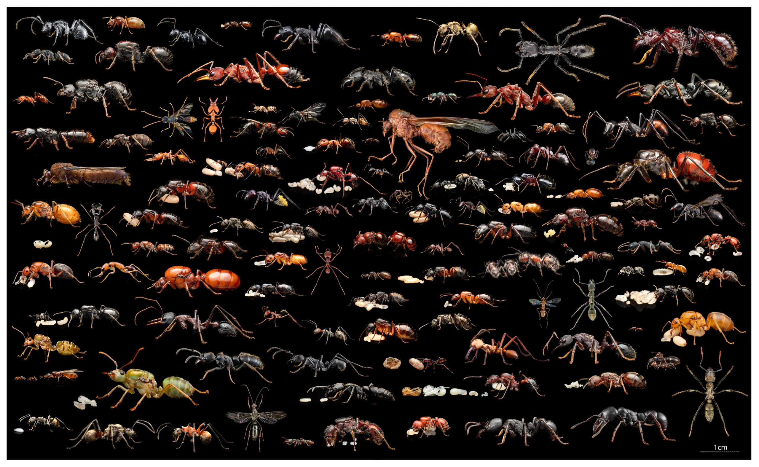 Around the World in 121 Ants poster
