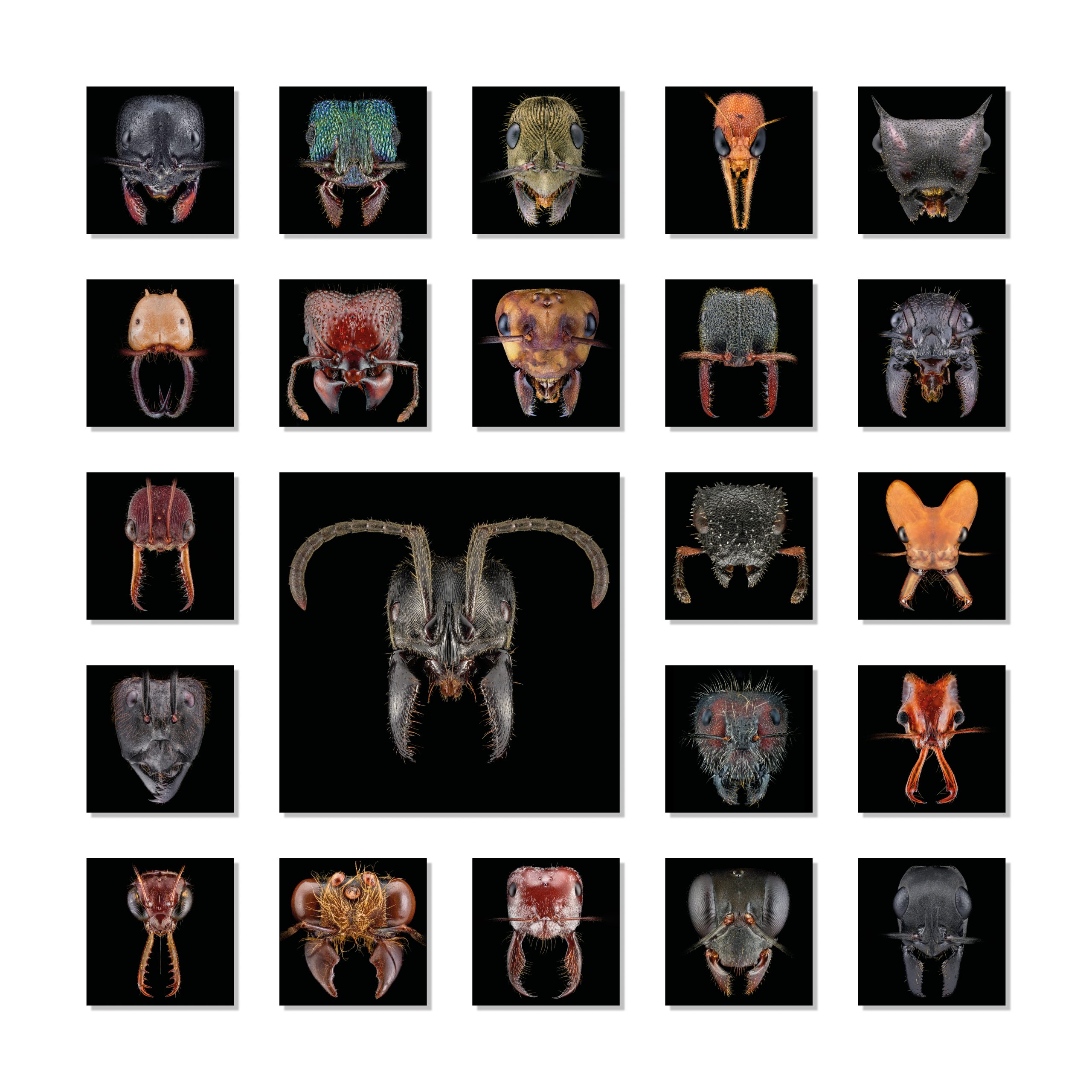 Around the World in 22 Ant Faces black edition
