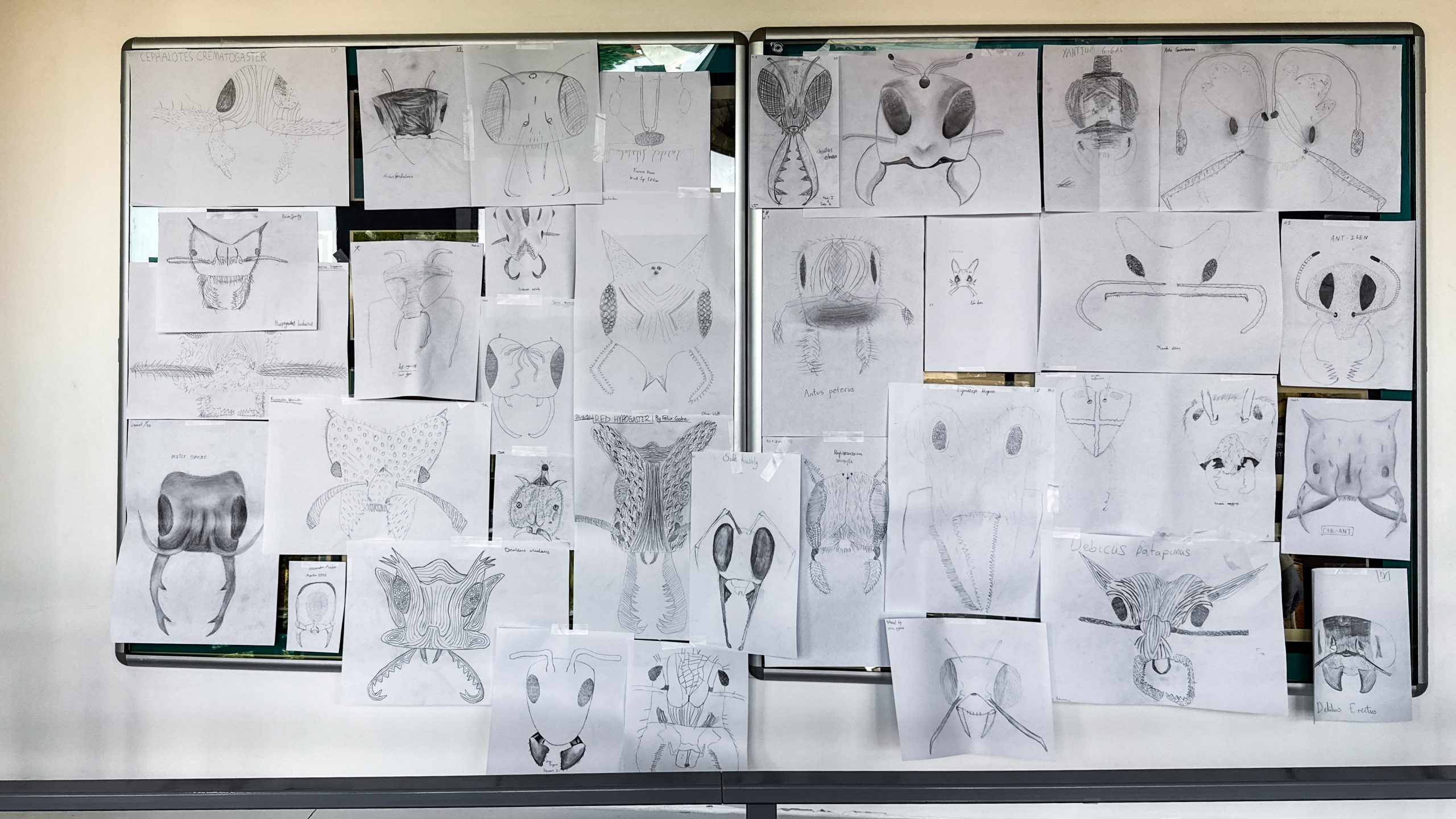 Year 10 ant portraits displayed after The Hidden World of Ants session at King's School Wimbledon