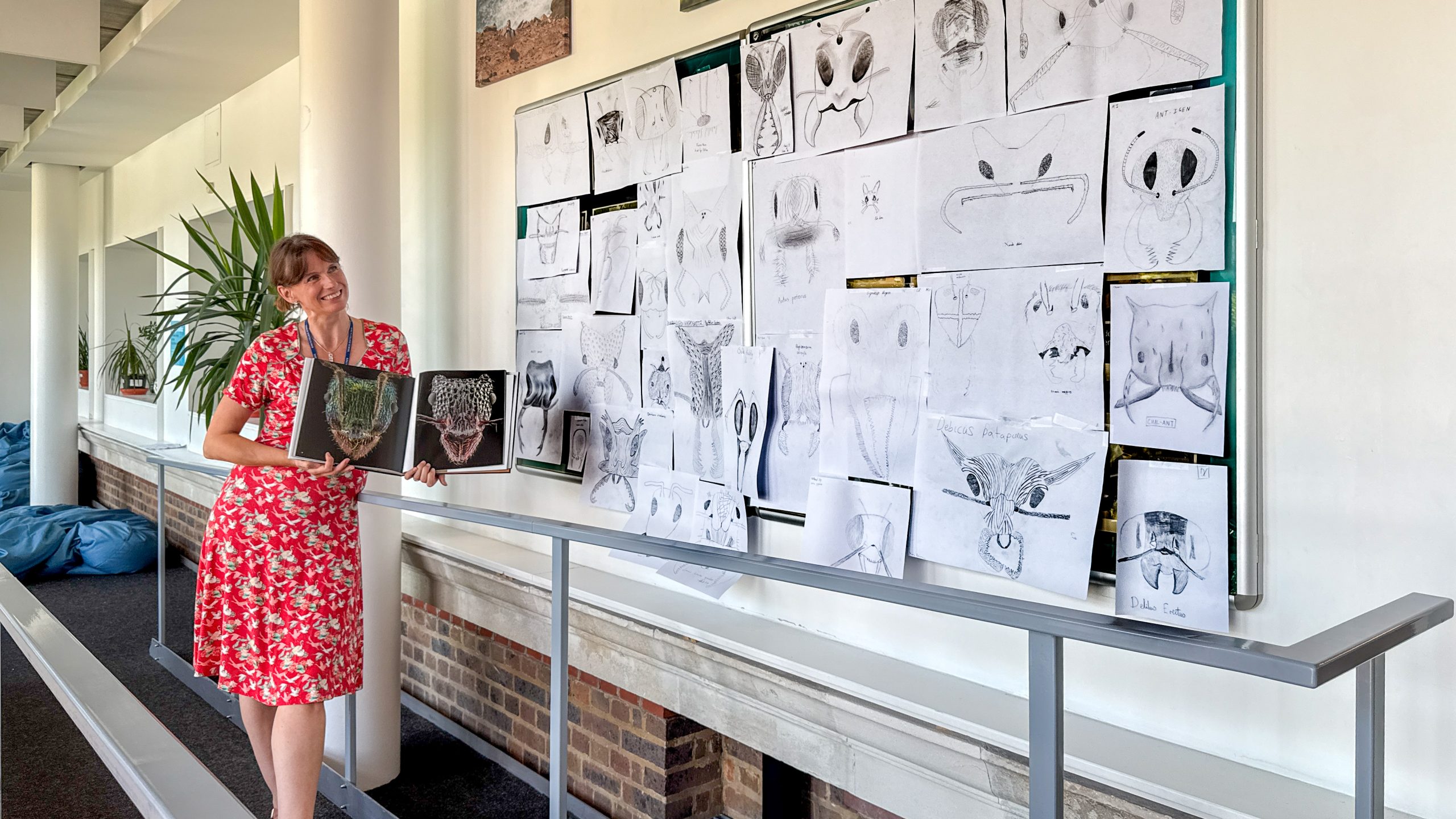 School display of pupils' ant drawings and ant books