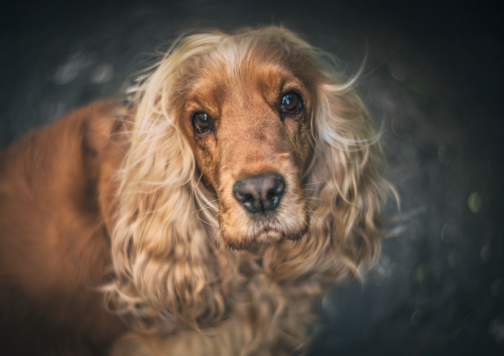 Pet portrait by Eduard Florin Niga