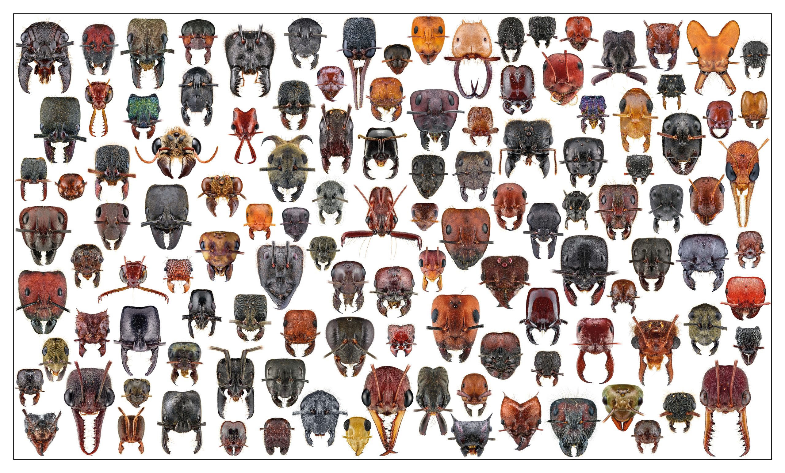 Around the World in 120 Ant Faces white edition