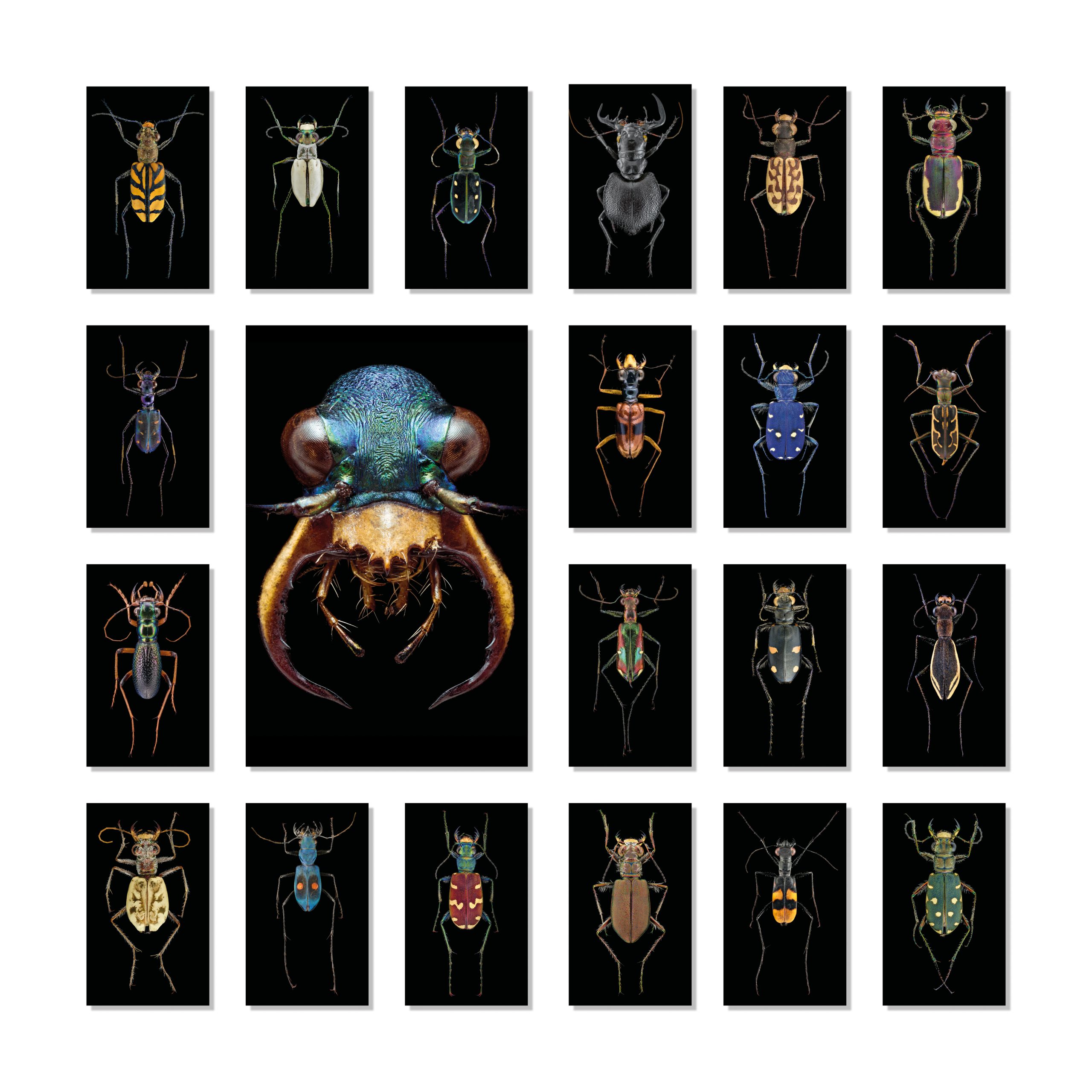 Around the World in 21 Tiger Beetles poster