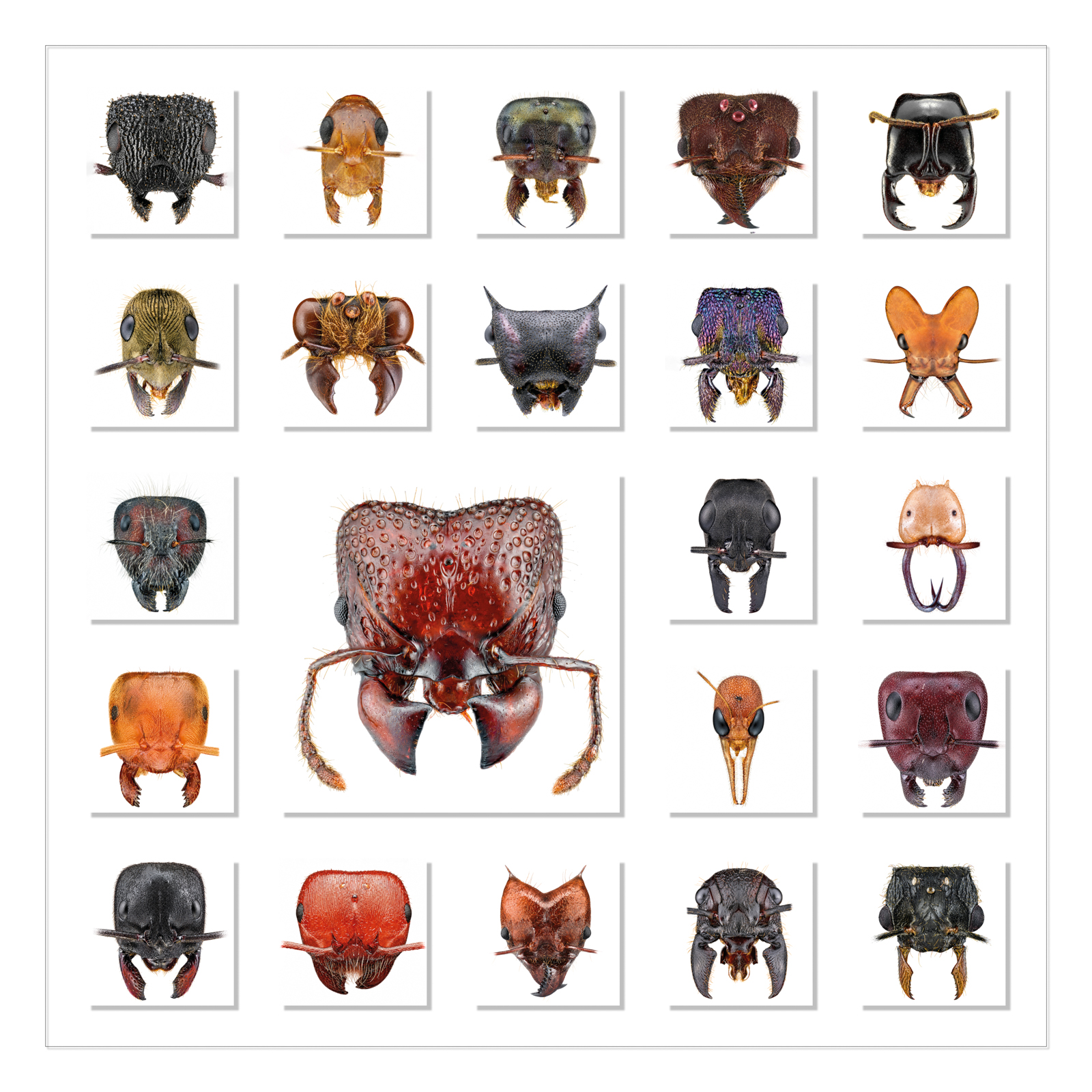Around the World in 22 Ant Faces white edition