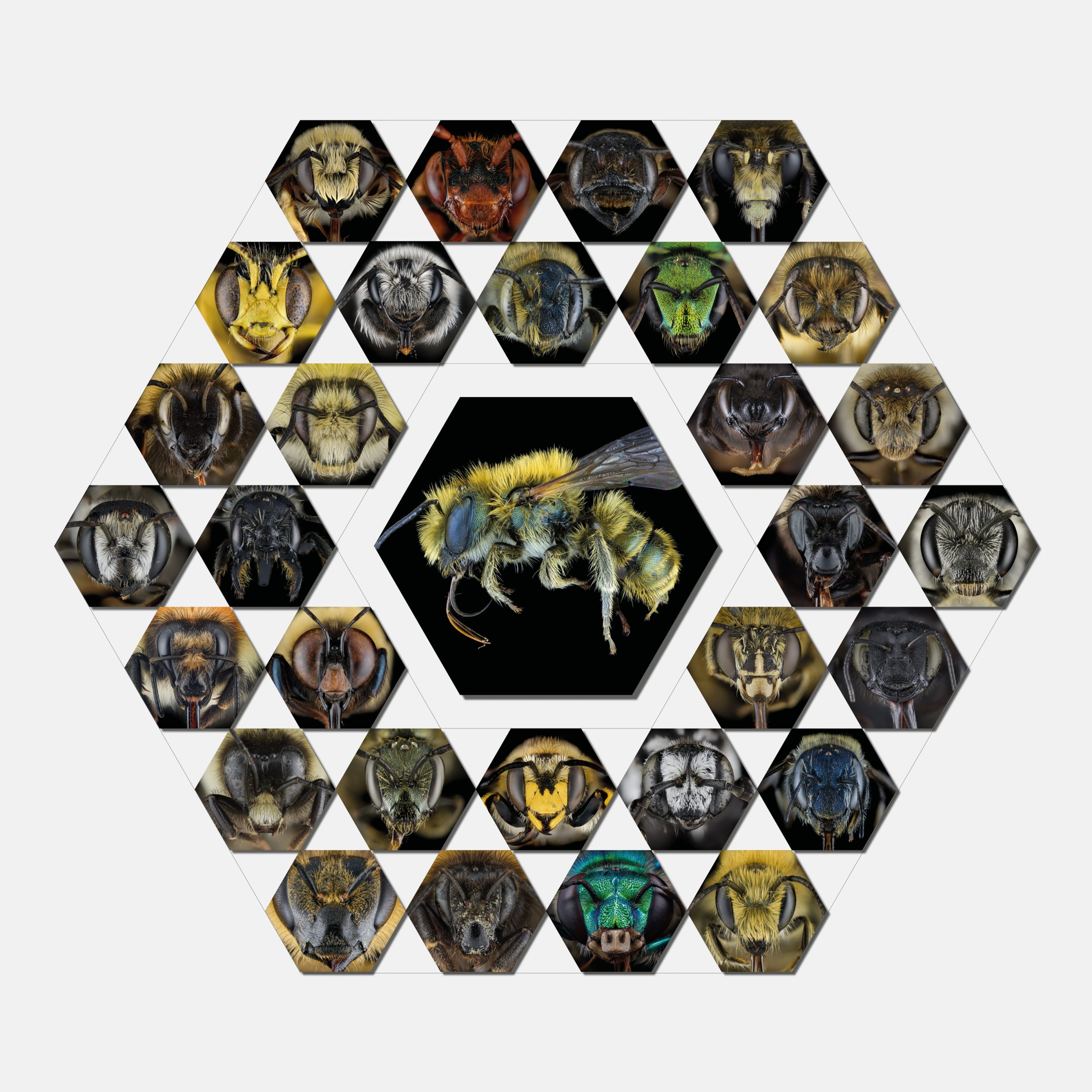 Around the World in 31 Bee Faces poster