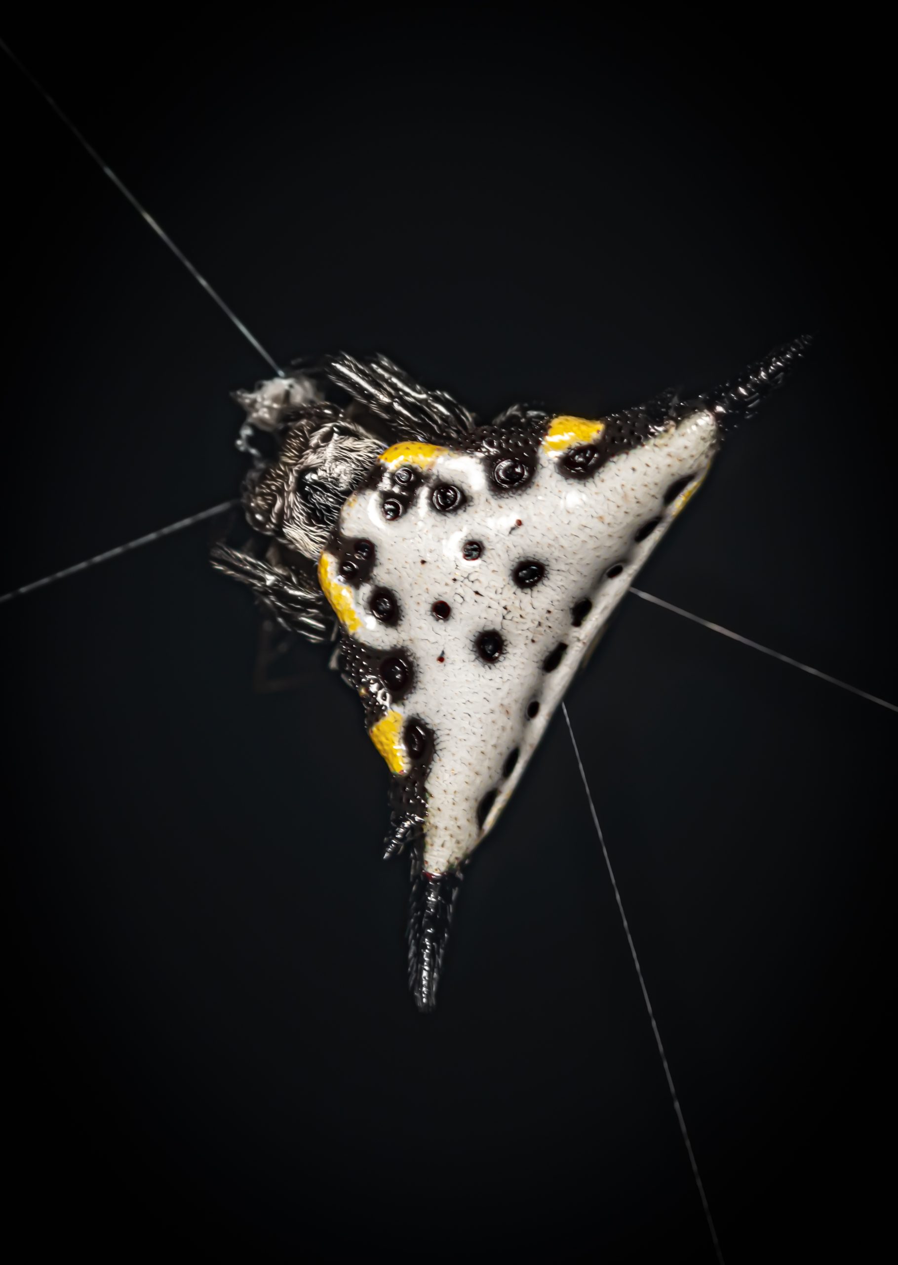 Spiny orb-weaver photographed by Eduard Niga in Madagascar
