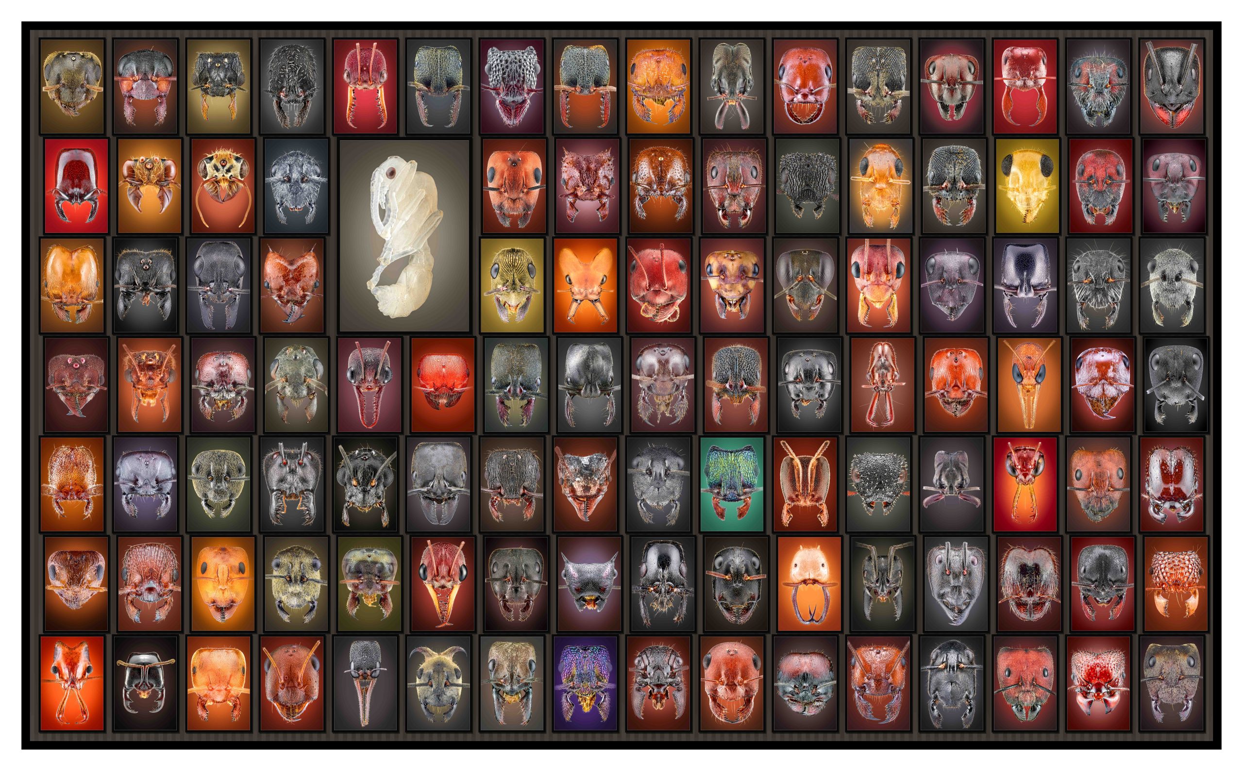 109 Ant Portraits large landscape fine-art poster