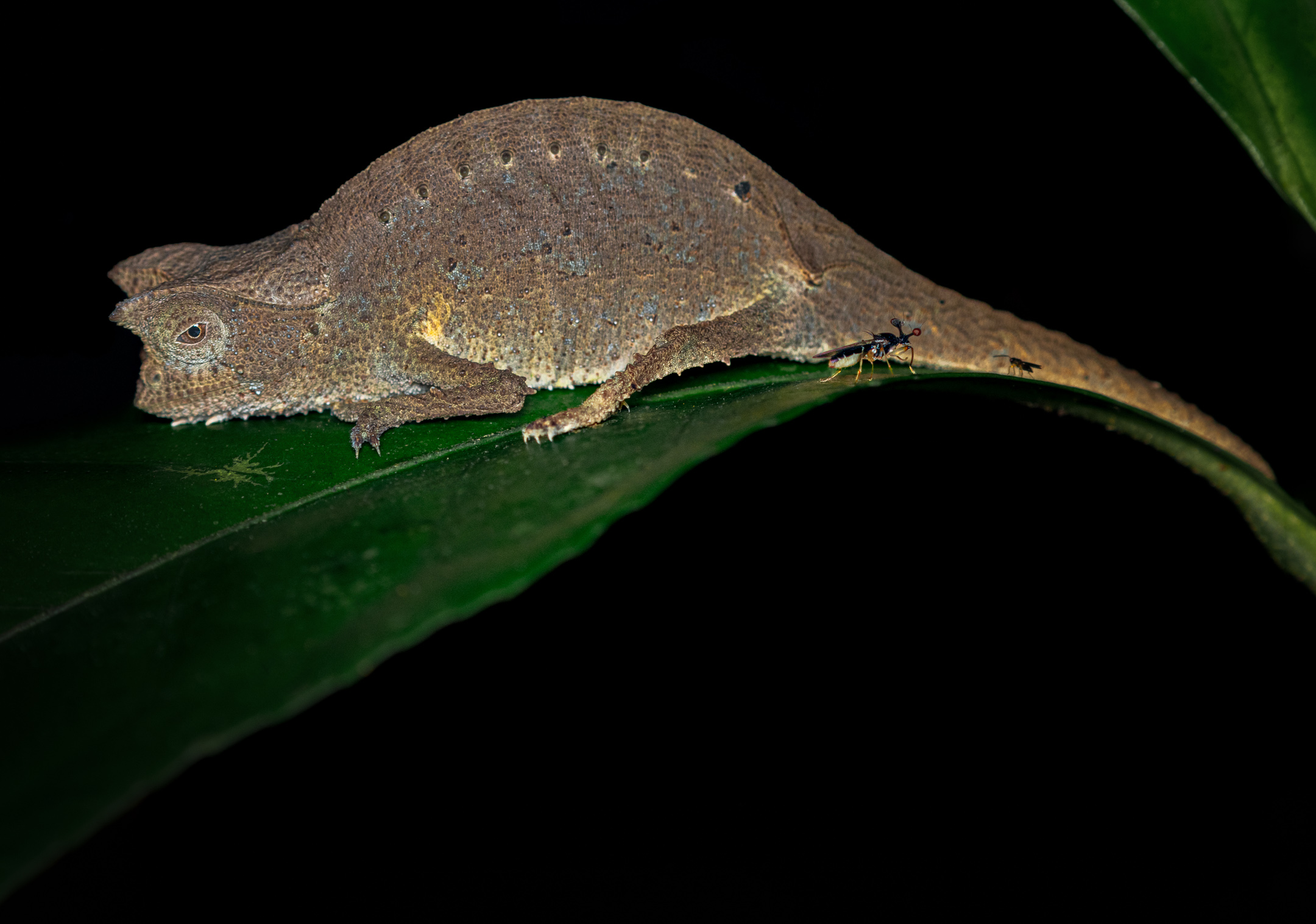 Leaf-tailed gecko photographed in Madagascar