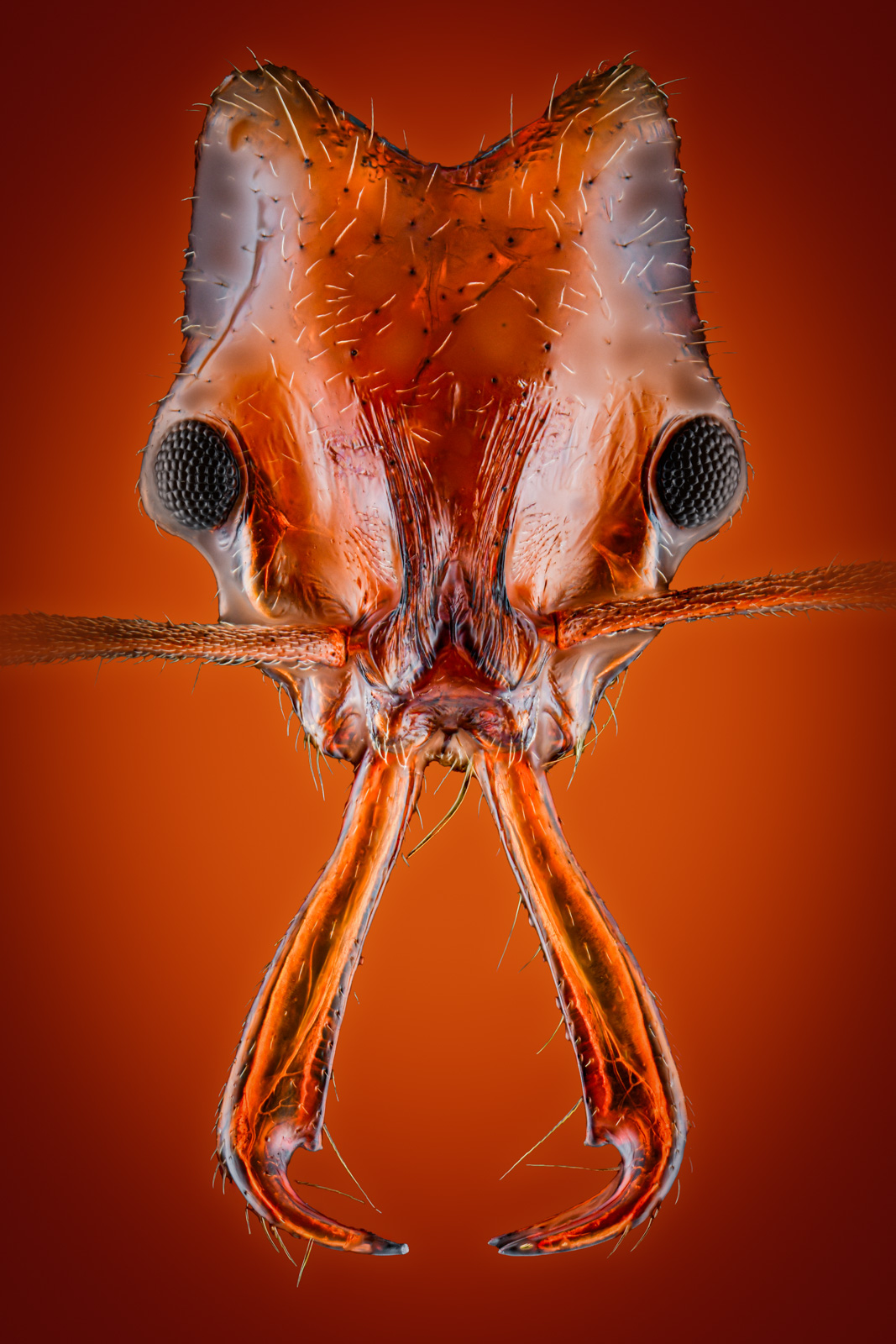 Complete 2 by 3 Anochetus risii ant portrait print