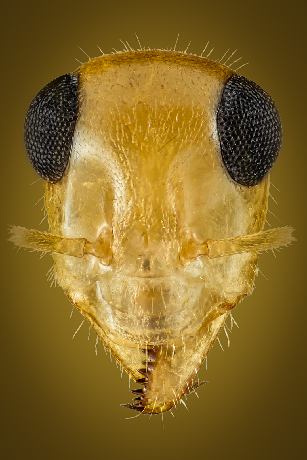 Complete 2 by 3 Myrmecocystus navajo ant portrait print