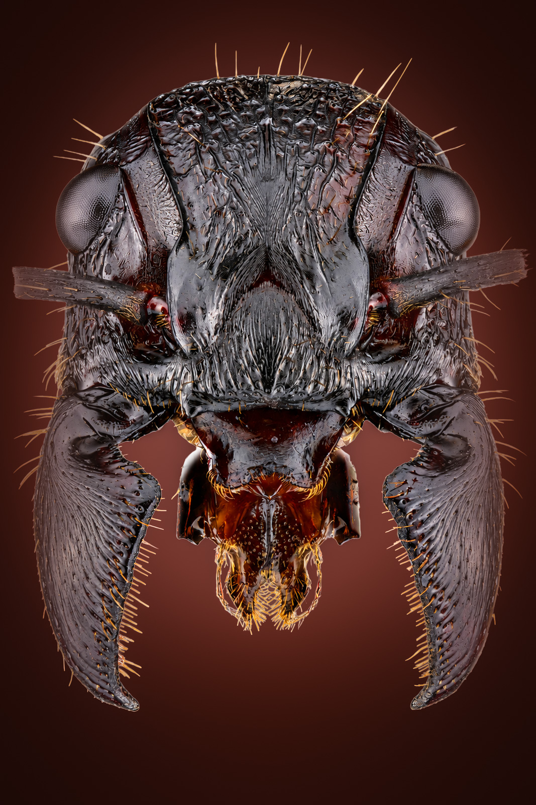 Complete 2 by 3 Paraponera clavata ant portrait print