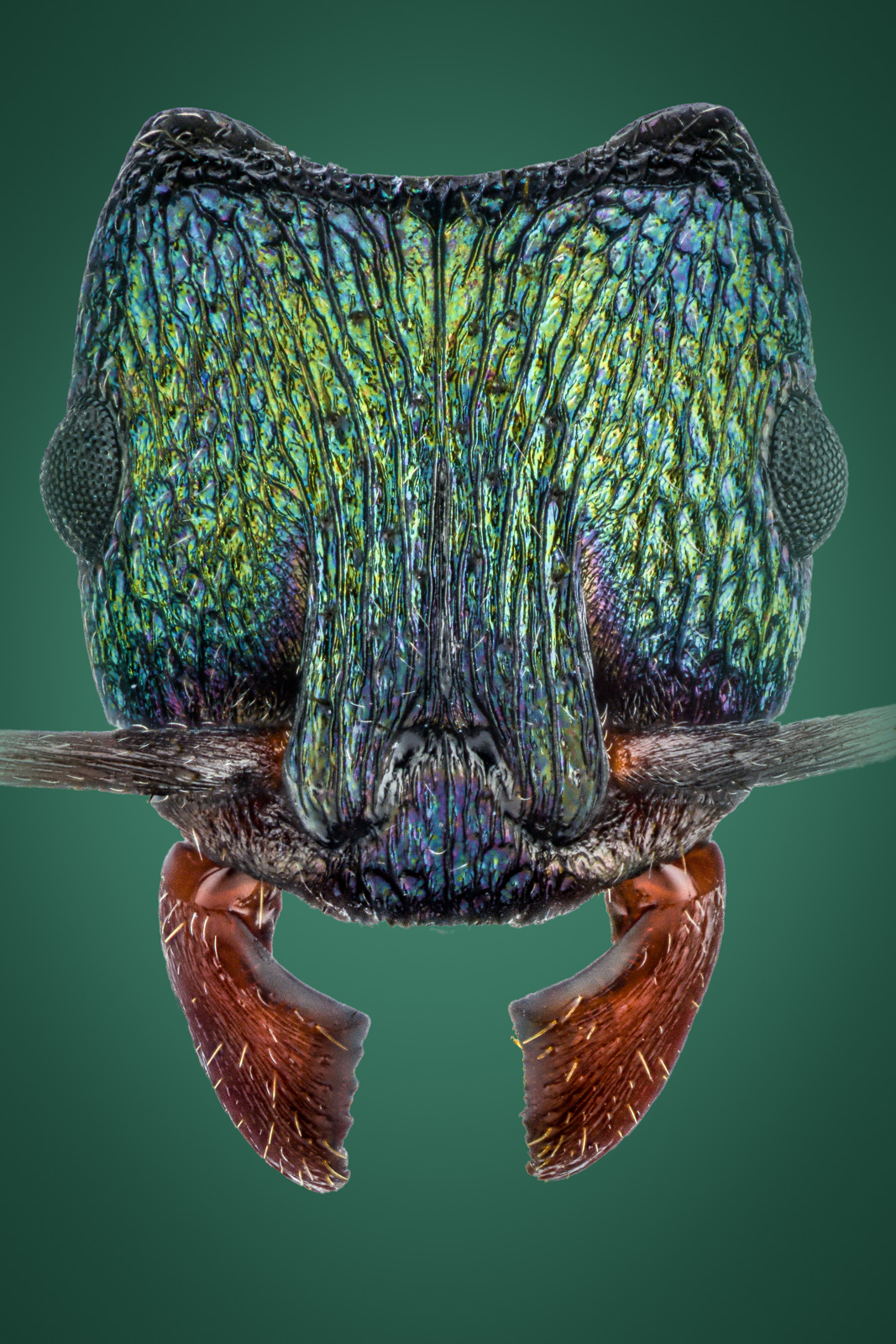 Complete 2 by 3 Rhytidoponera metallica ant portrait print
