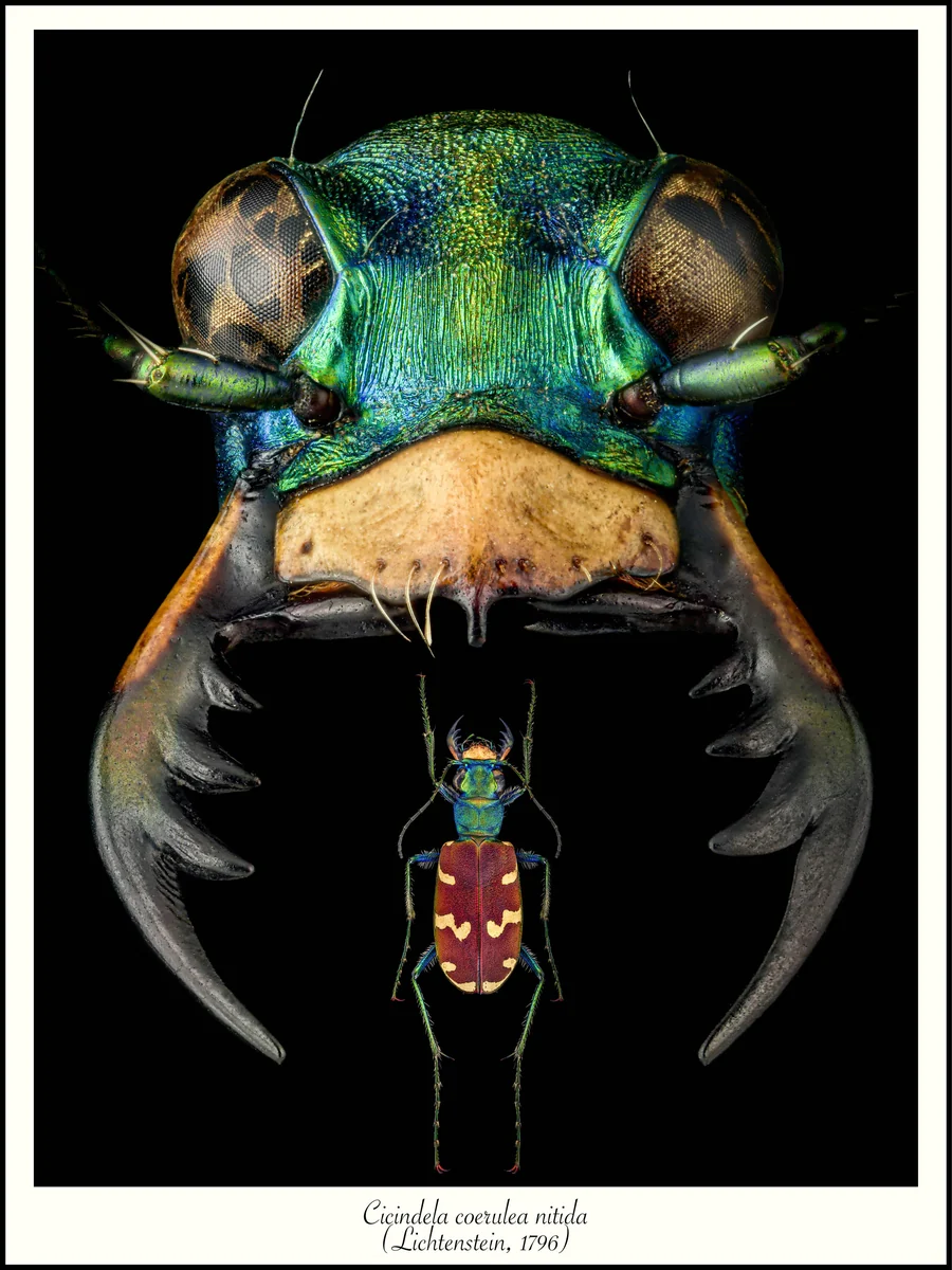Individual Cicindela coerulea nitida tiger beetle poster