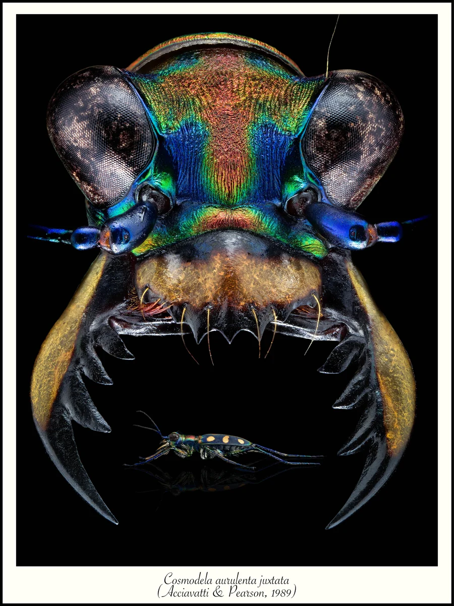 Individual Cosmodela aurulenta juxtata tiger beetle poster