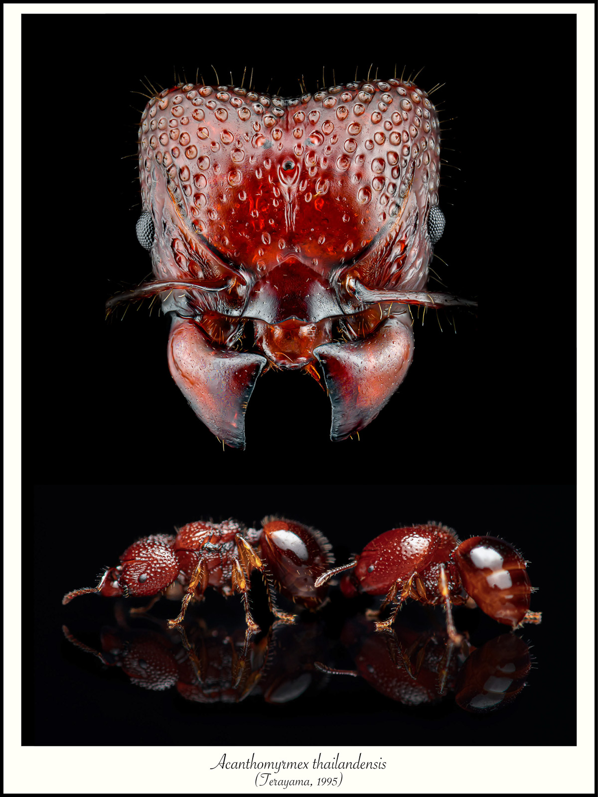 Around the World in 131 Ants black-background poster