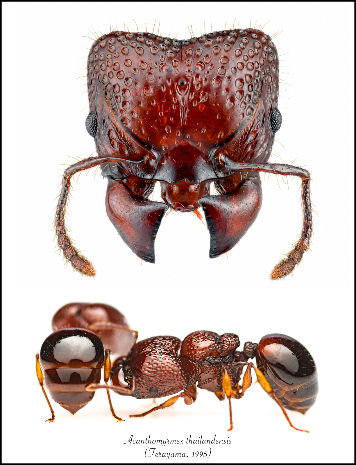 Around the World in 131 Ants white-background poster